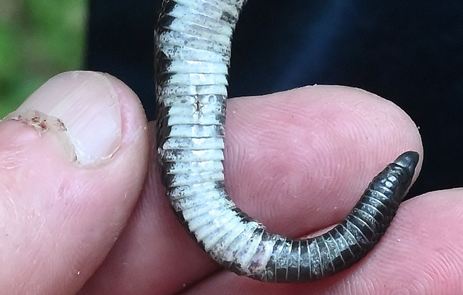 This is the tail of the same animal, showing the subcaudal scales and the single rattle segment. Counting subcaudal scales on a timber rattlesnake is used to determine sex; 21 or more subcaudals indicates a male. This young has 21. Also note that to the right of the thumb is what looks like a slit bisecting a couple of caudal scales; that is where the umbilical cord was attached before this snake was born. The single rattle segment, or button, means it only shed once since birth. Later on in the summer, it will shed again and obtain another rattle segment; then it will actually be able to make an audible rattle.